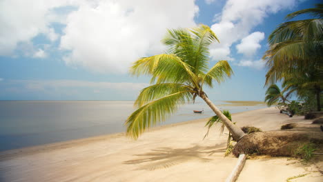 Fix-shot-of-a-palm-tree-on-a-beach-in-Awala-Yalimapo-French-Guiana.-Sunny-day